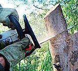 Best Hazardous Tree Removal  in Rosendale, WI