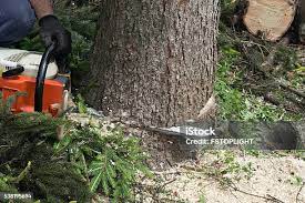How Our Tree Care Process Works  in  Rosendale, WI