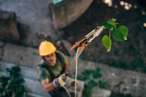 Best Tree Removal  in Rosendale, WI