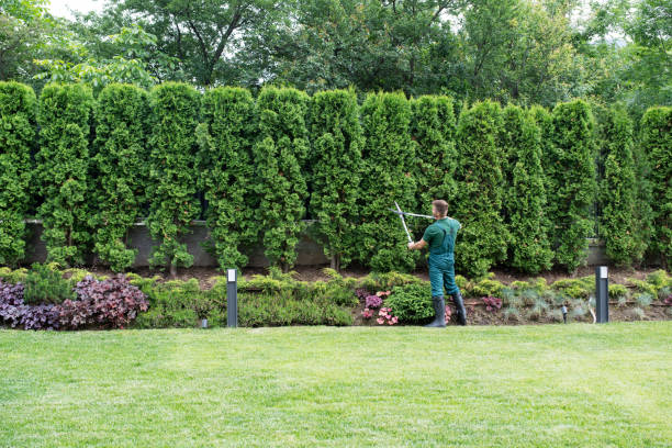 Best Palm Tree Trimming  in Rosendale, WI