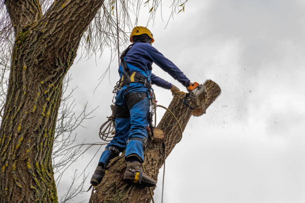 Best Tree Maintenance Programs  in Rosendale, WI