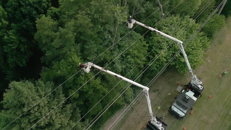 Rosendale, WI Tree Removal Company