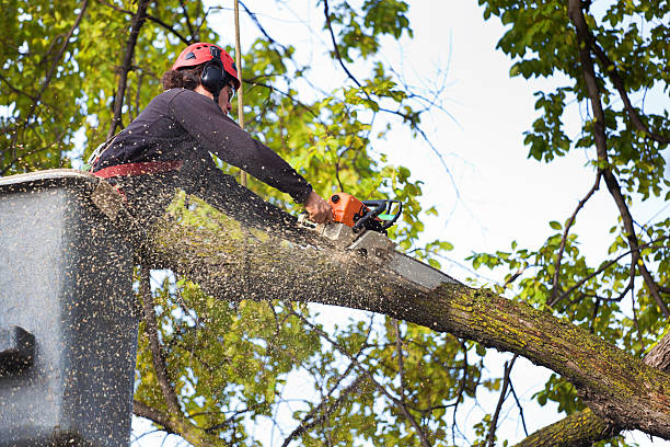 Best Tree Trimming and Pruning  in Rosendale, WI